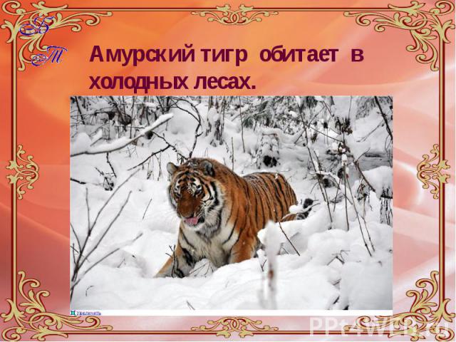 Амурский тигр обитает в холодных лесах. Амурский тигр обитает в холодных лесах.