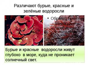 Различают бурые, красные и зелёные водоросли Бурые и красные водоросли живут глу