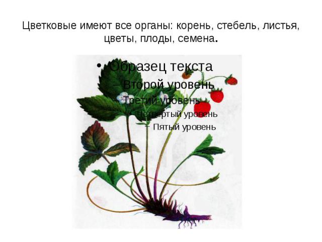 Цветковые имеют все органы: корень, стебель, листья, цветы, плоды, семена.