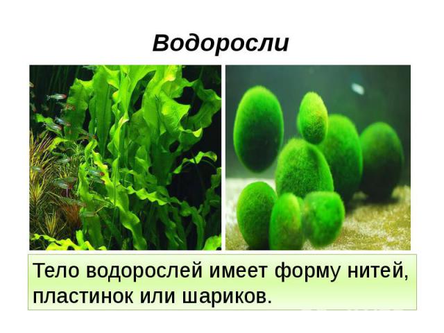 Водоросли Тело водорослей имеет форму нитей, пластинок или шариков.