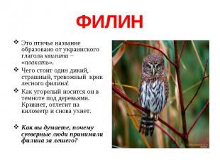 Это птичье название образовано от украинского глагола квилити – «плакать». Это п