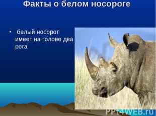 белый носорог имеет на голове два рога белый носорог имеет на голове два рога