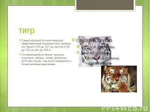 тигр Самый крупный из ныне живущих представителей кошачьих-тигр. Длинна его тела