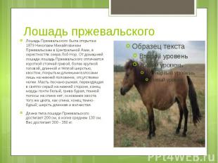 Лошадь пржевальского Лошадь Пржевальского была открыта в 1879 Николаем Михайлови