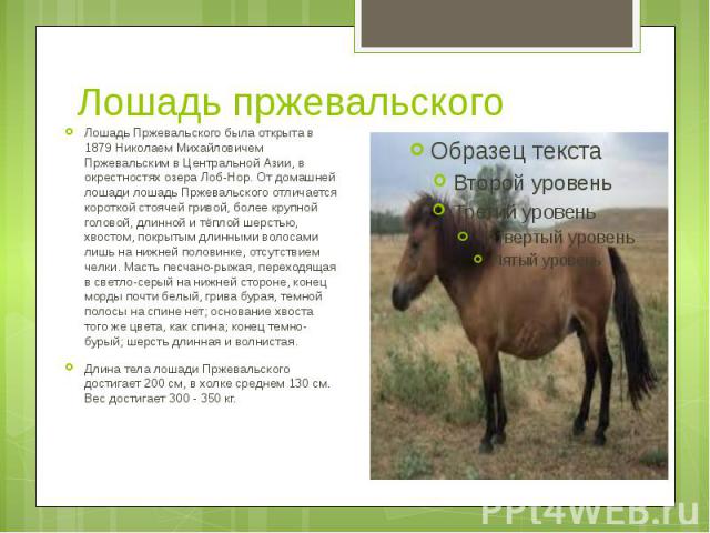Лошадь пржевальского Лошадь Пржевальского была открыта в 1879 Николаем Михайловичем Пржевальским в Центральной Азии, в окрестностях озера Лоб-Нор. От домашней лошади лошадь Пржевальского отличается короткой стоячей гривой, более крупной головой, дли…