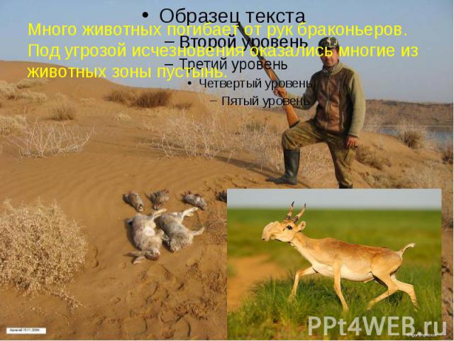 Много животных погибает от рук браконьеров. Под угрозой исчезновения оказались многие из животных зоны пустынь.