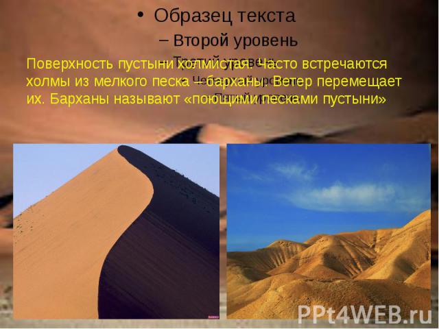 Поверхность пустыни холмистая. Часто встречаются холмы из мелкого песка – барханы. Ветер перемещает их. Барханы называют «поющими песками пустыни»