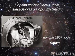 Первая собака-космонавт, выведенная на орбиту Земли 1 ноября 1957 года Лайка