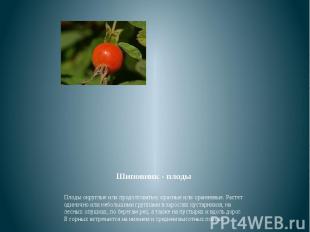Шиповник - плоды Плоды округлые или продолговатые, красные или оранжевые. Растет