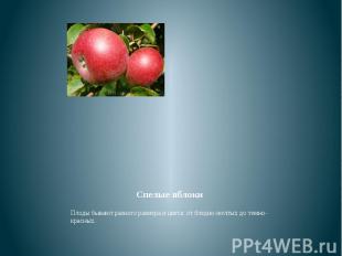 Спелые яблоки Плоды бывают разного размера и цвета: от бледно-желтых до темно-кр
