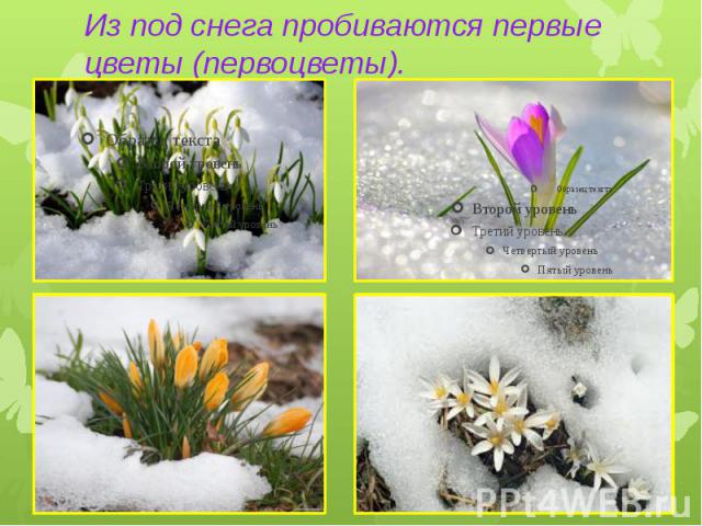 Из под снега пробиваются первые цветы (первоцветы).