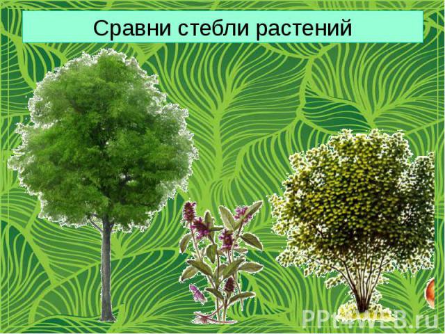 Сравни стебли растений