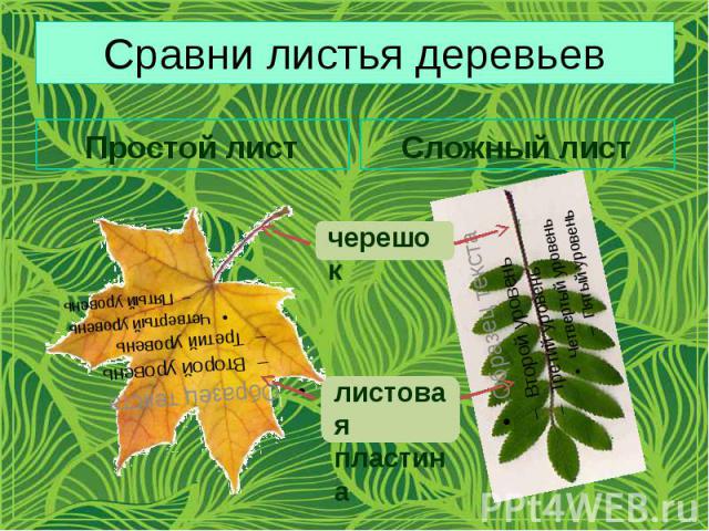 Сравни листья деревьев Простой лист