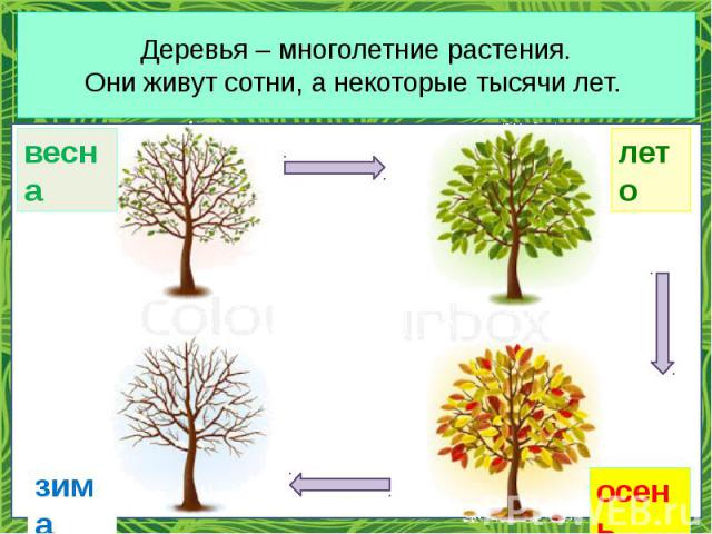 Деревья – многолетние растения. Они живут сотни, а некоторые тысячи лет.