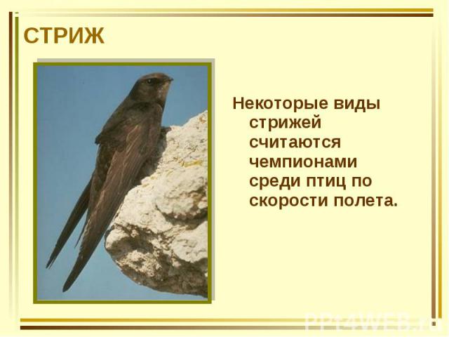 Некоторые виды стрижей считаются чемпионами среди птиц по скорости полета. Некоторые виды стрижей считаются чемпионами среди птиц по скорости полета.