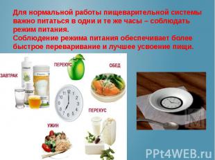 Для нормальной работы пищеварительной системы важно питаться в одни и те же часы