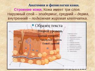 Анатомия и физиология кожи. Строение кожи. Кожа имеет три слоя. Наружный слой –