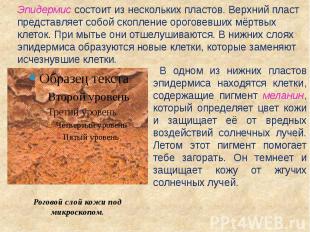 Эпидермис состоит из нескольких пластов. Верхний пласт представляет собой скопле