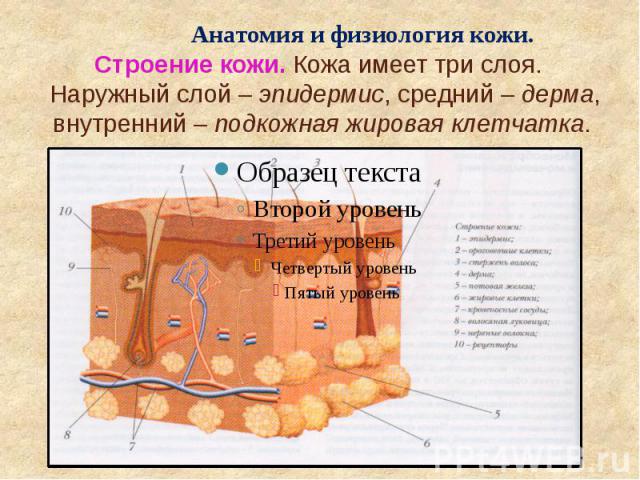 Анатомия и физиология кожи. Строение кожи. Кожа имеет три слоя. Наружный слой – эпидермис, средний – дерма, внутренний – подкожная жировая клетчатка.