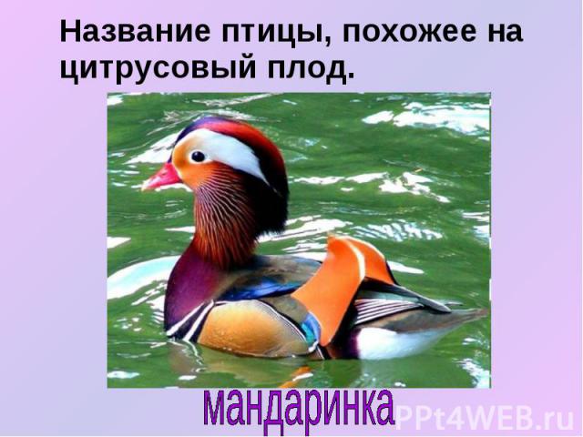 Название птицы, похожее на цитрусовый плод. Название птицы, похожее на цитрусовый плод.