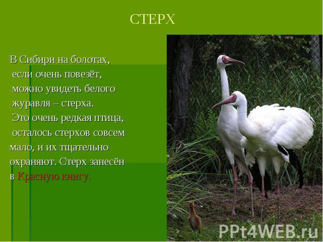 В Сибири на болотах, если очень повезёт, можно увидеть белого журавля – стерха. Это очень редкая птица, осталось стерхов совсем мало, и их тщательно охраняют. Стерх занесён в Красную книгу.