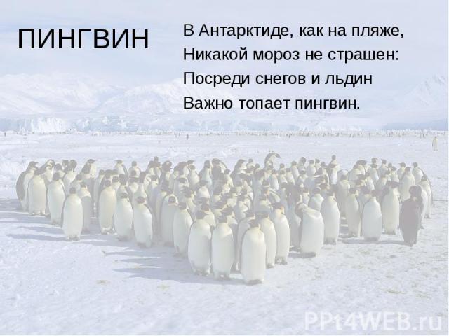 ПИНГВИН В Антарктиде, как на пляже, Никакой мороз не страшен: Посреди снегов и льдин Важно топает пингвин.