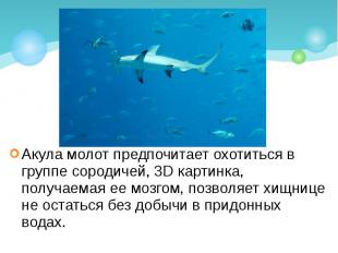 Акула молот предпочитает охотиться в группе сородичей, 3D картинка, получаемая е