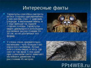 Тарантулы способны смотреть во все стороны одновременно, у них восемь глаз - 2 ш