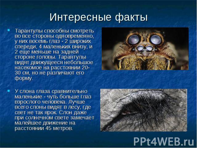 Тарантулы способны смотреть во все стороны одновременно, у них восемь глаз - 2 широких спереди, 4 маленьких внизу, и 2 еще меньше на задней стороне головы. Тарантулы видят движущееся небольшое насекомое на расстоянии 20-30 см, но не различают его фо…