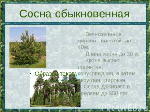 Сосна обыкновенная Вечнозеленое дерево высотой до 40м.&nbsp; Длина&nbsp;корня до