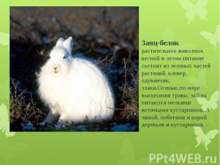 Заяц-беляк растительное животное, весной и летом питание состоит из зеленых част