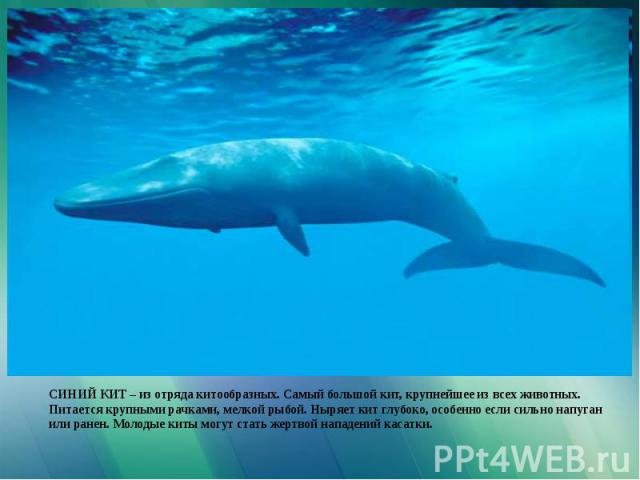 СИНИЙ КИТ – из отряда китообразных. Самый большой кит, крупнейшее из всех животных. Питается крупными рачками, мелкой рыбой. Ныряет кит глубоко, особенно если сильно напуган или ранен. Молодые киты могут стать жертвой нападений касатки.