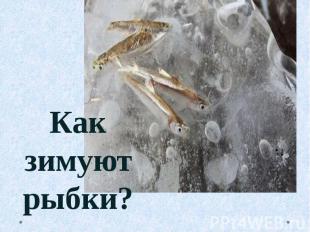 Как зимуют рыбки?