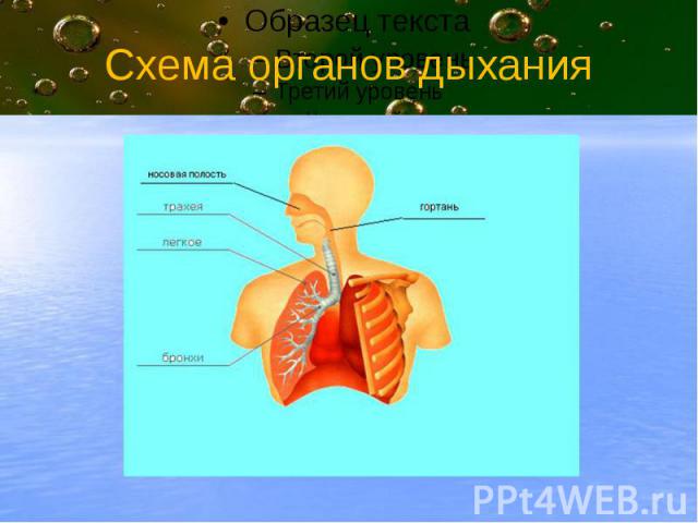 Схема органов дыхания