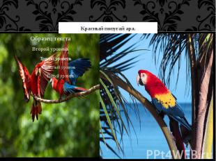 Красный попугай ара.