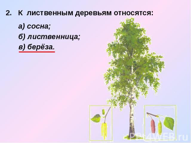 2. К лиственным деревьям относятся: 2. К лиственным деревьям относятся: а) сосна; б) лиственница; в) берёза.