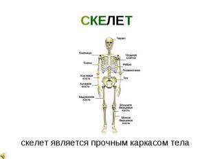 скелет является прочным каркасом тела скелет является прочным каркасом тела