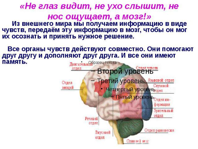 Глаза а мозг видит. Мозг не воспринимает информацию. Не глаз видит не ухо слышит не нос ощущает а мозг. Мозг слышит. Мозг получает информацию.