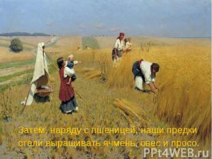 Затем, наряду с пшеницей, наши предки Затем, наряду с пшеницей, наши предки стал