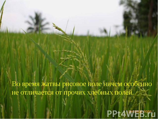 Во время жатвы рисовое поле ничем особенно не отличается от прочих хлебных полей. Во время жатвы рисовое поле ничем особенно не отличается от прочих хлебных полей.