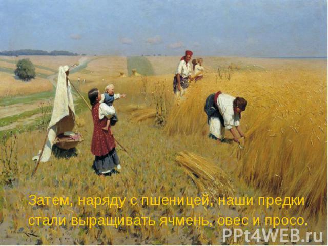 Затем, наряду с пшеницей, наши предки Затем, наряду с пшеницей, наши предки стали выращивать ячмень, овес и просо.