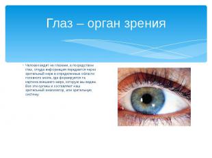 Глаз – орган зрения Человек видит не глазами, а посредством глаз, откуда информа