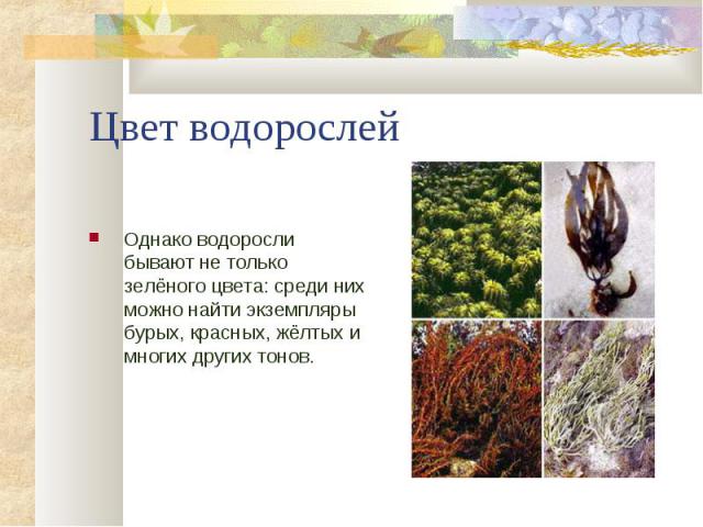 Однако водоросли бывают не только зелёного цвета: среди них можно найти экземпляры бурых, красных, жёлтых и многих других тонов. Однако водоросли бывают не только зелёного цвета: среди них можно найти экземпляры бурых, красных, жёлтых и многих други…