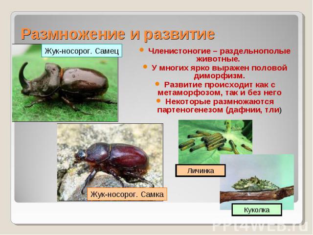 Членистоногие – раздельнополые животные. Членистоногие – раздельнополые животные. У многих ярко выражен половой диморфизм. Развитие происходит как с метаморфозом, так и без него Некоторые размножаются партеногенезом (дафнии, тли)