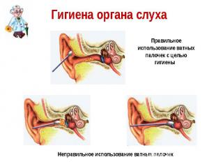 Гигиена органа слуха
