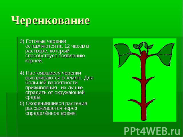 3) Готовые черенки оставляются на 12 часов в растворе, который способствует появлению корней. 3) Готовые черенки оставляются на 12 часов в растворе, который способствует появлению корней. 4) Настоявшиеся черенки высаживаются в землю. Для большей вер…