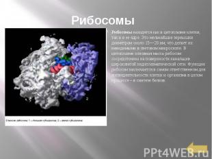 Рибосомы Рибосомы находятся как в цитоплазме клетки, так и в ее ядре. Это мельча