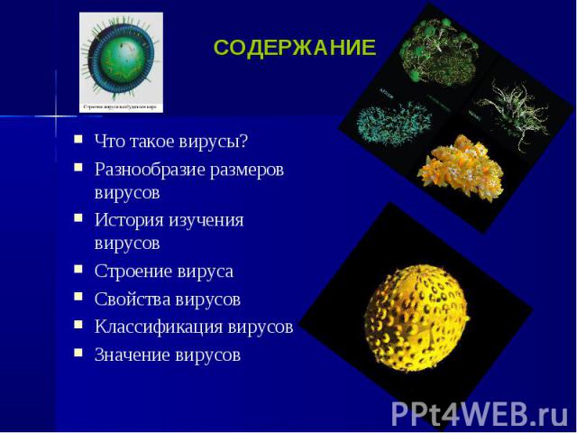 Что такое вирусы? Что такое вирусы? Разнообразие размеров вирусов История изучения вирусов Строение вируса Свойства вирусов Классификация вирусов Значение вирусов