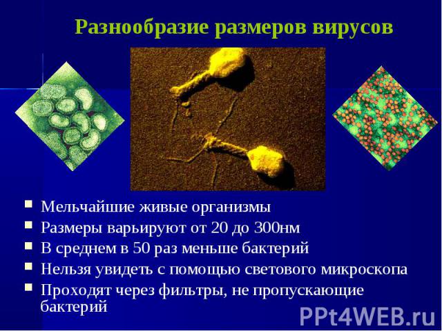 Мельчайшие живые организмы Мельчайшие живые организмы Размеры варьируют от 20 до 300нм В среднем в 50 раз меньше бактерий Нельзя увидеть с помощью светового микроскопа Проходят через фильтры, не пропускающие бактерий