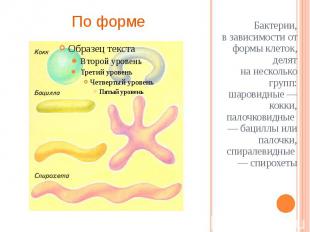 Бактерии, в&nbsp;зависимости от формы клеток, делят на&nbsp;несколько групп: шар